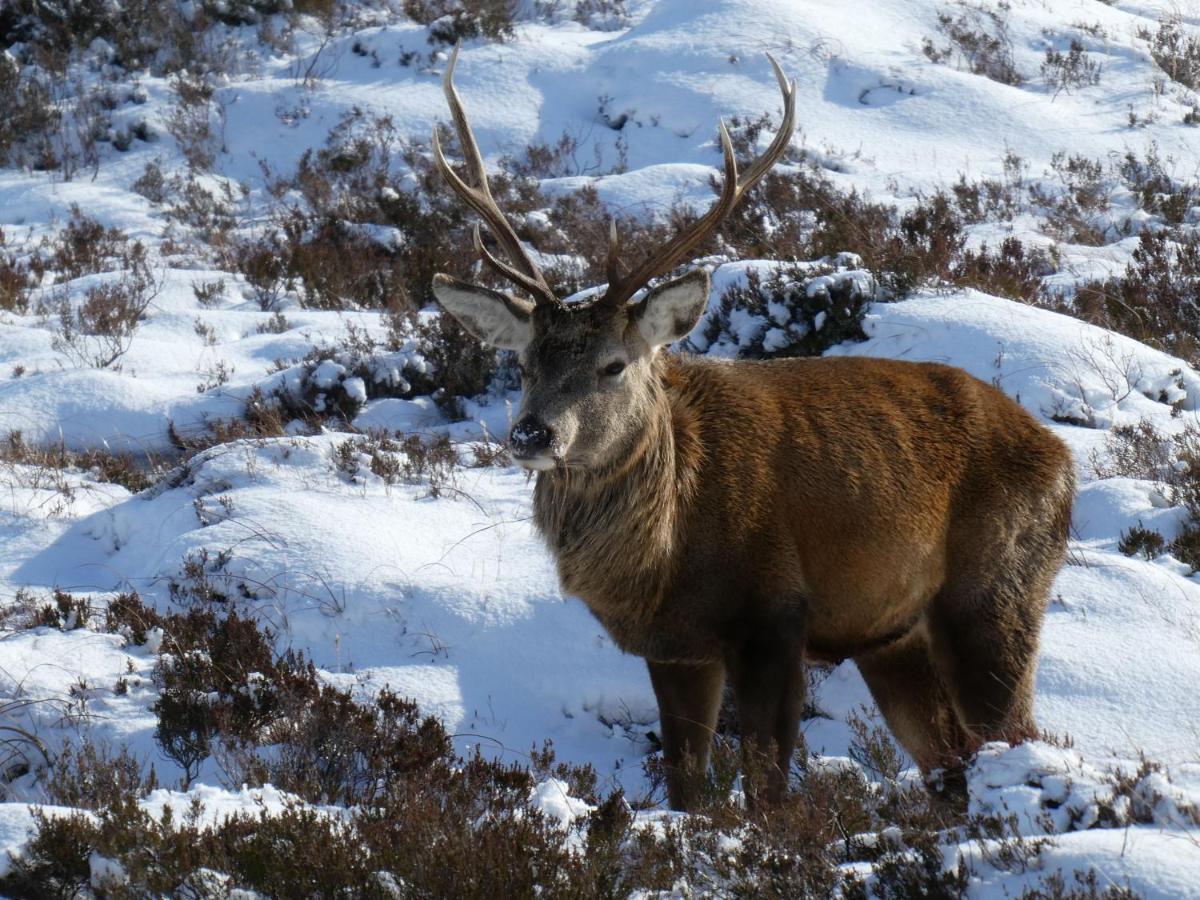 Caman House Apt 2 - By Where Stags Roar Newtonmore Dış mekan fotoğraf